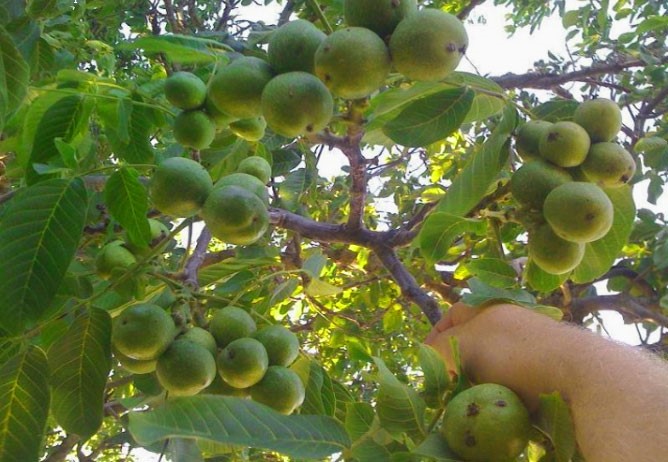 فروش ۲ نهال گردو خارجی با باردهی ۳۰۰ کیلو در نهالستان گلد نهال فروش ۲ نهال گردو خارجی با باردهی ۳۰۰ کیلو در نهالستان گلد نهال