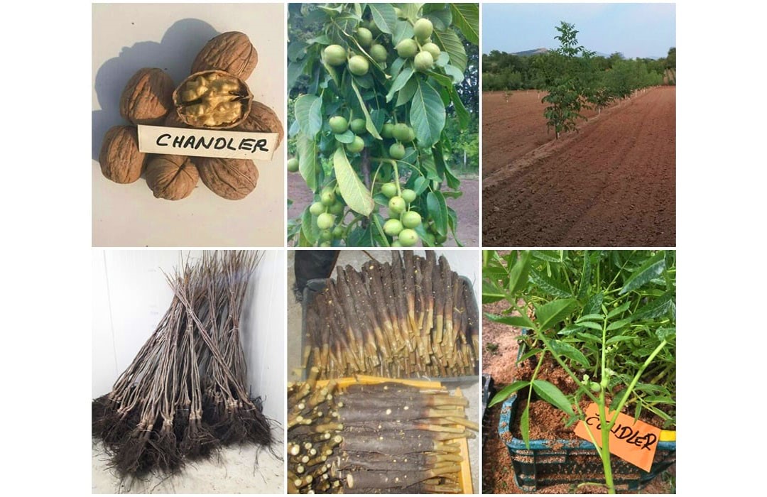 فروش ۲ نهال گردو خارجی با باردهی ۳۰۰ کیلو در نهالستان گلد نهال فروش ۲ نهال گردو خارجی با باردهی ۳۰۰ کیلو در نهالستان گلد نهال