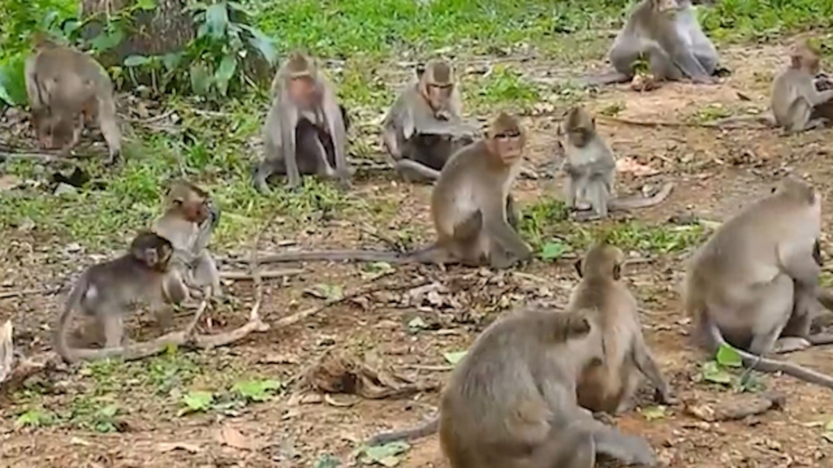 فیلم| میمون‌های شکارچی را بشناسید