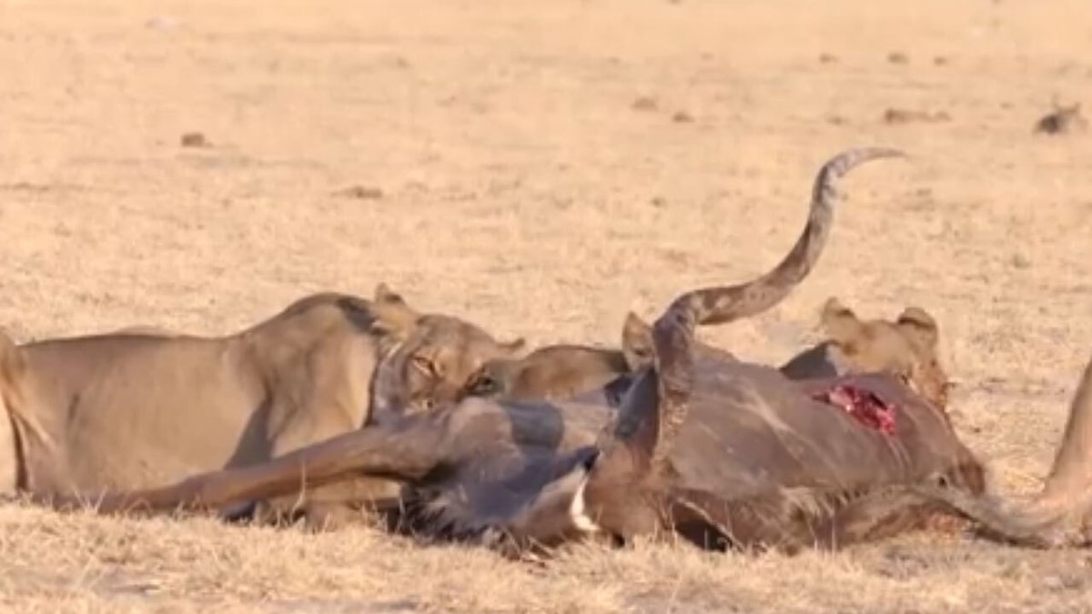 فیلم| لحظه شکار گوزن کودو توسط شیر