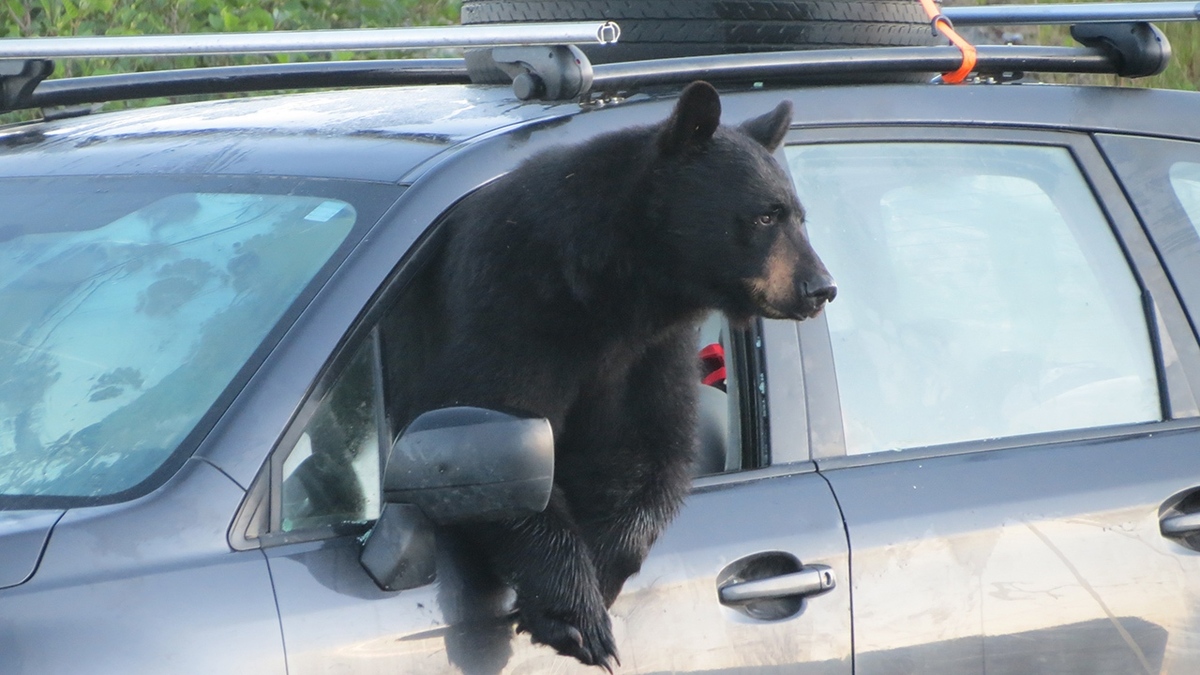 فیلم| ورود یک خرس به داخل ماشین خانواده روس