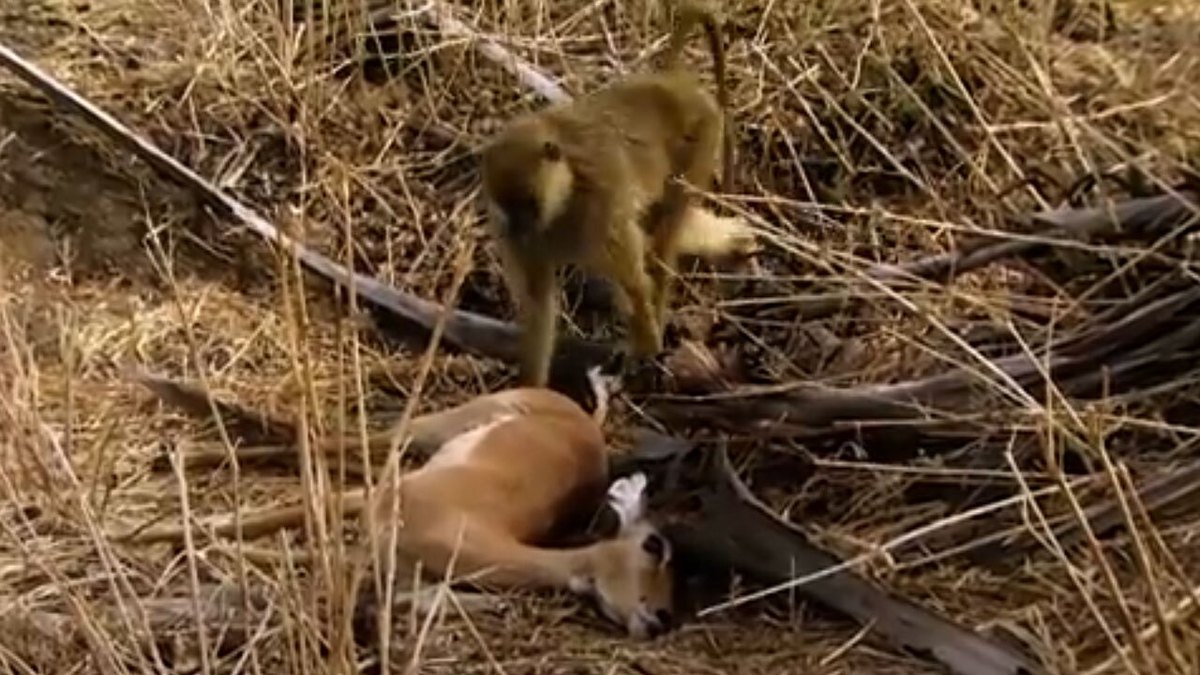فیلم| نجات بچه ایمپالا از چنگال یوزپلنگ توسط میمون