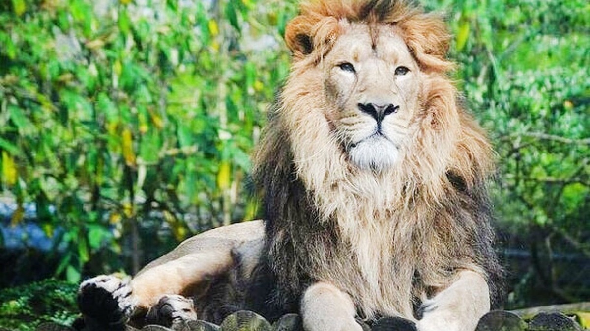 فیلم| جشن تولد ۱۳ سالگی یک شیر در باغ وحش