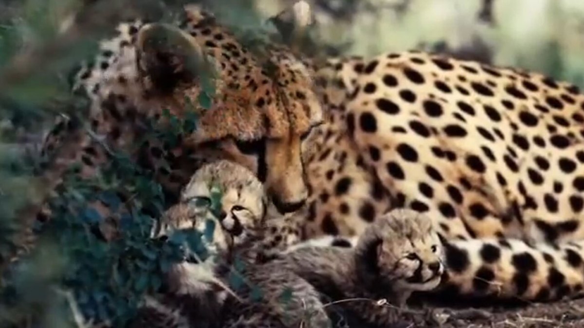 فیلم| حقایقی درباره زایمان یوزپلنگ‌ها
