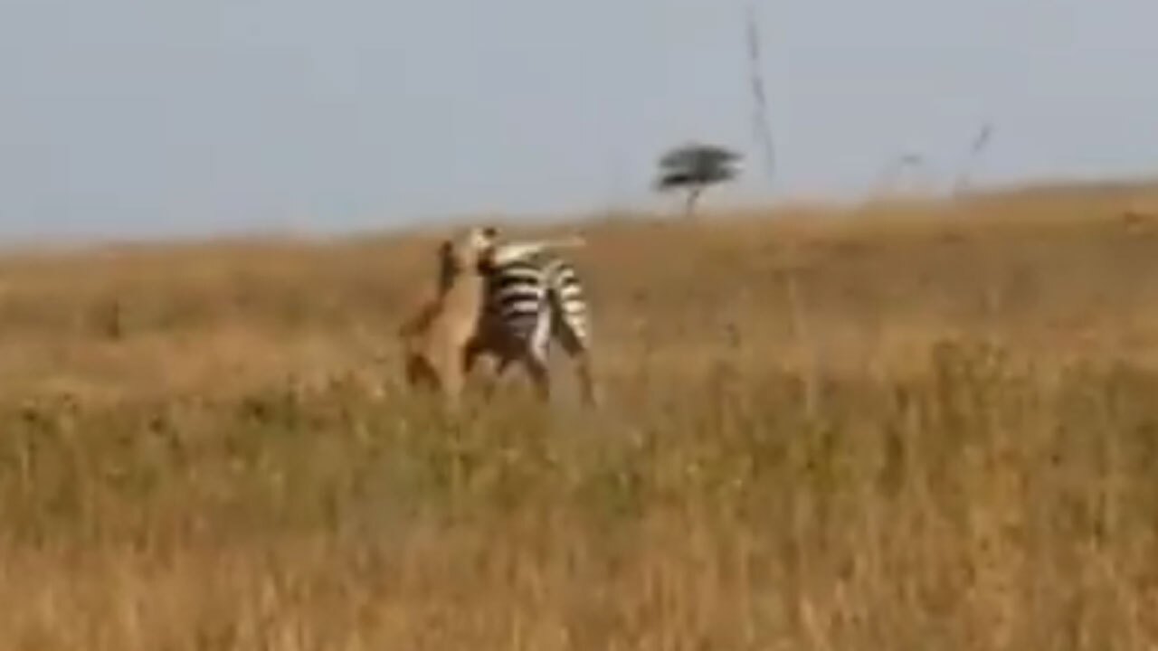 فیلم| شکار گورخر توسط شیر ماده