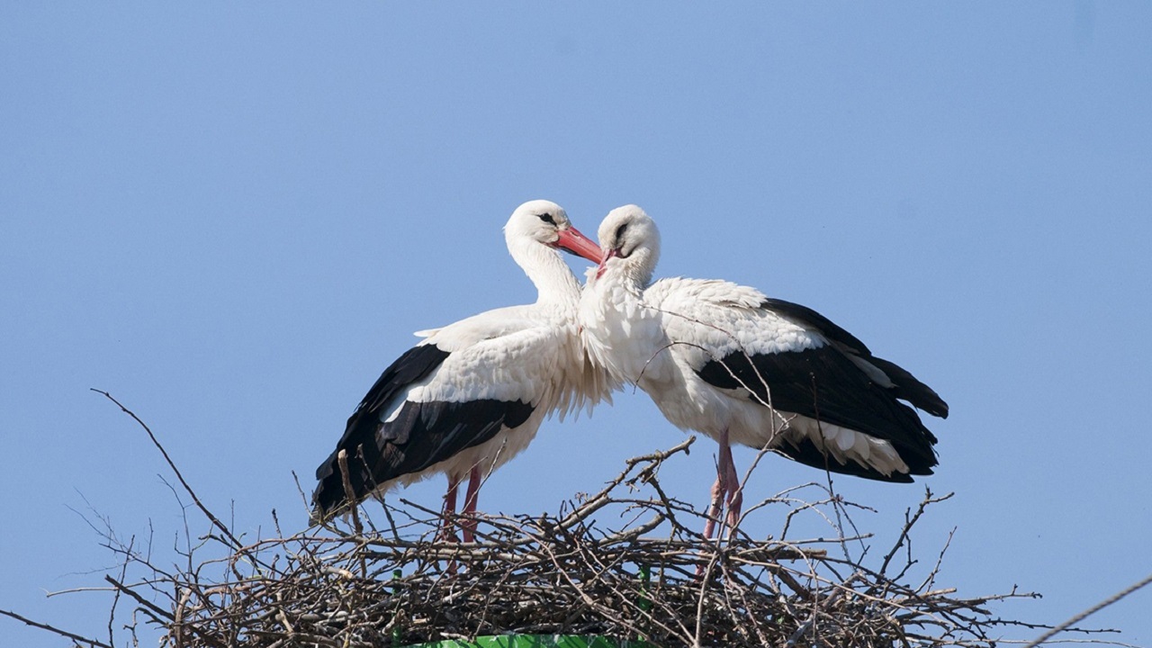 فیلم| واکنش یک زوج لک لک پس از بچه دار شدن