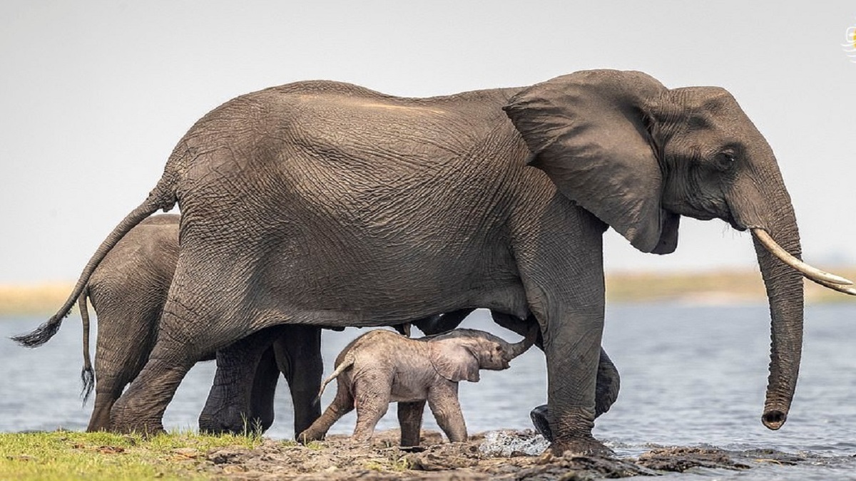 فیلم| تلاش‌ یک بچه فیل برای برداشتن اولین قدم
