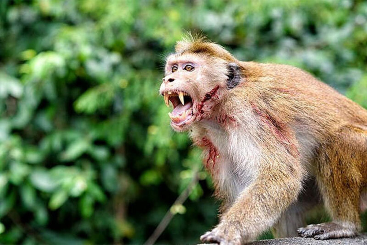 فیلم| ماجرای قتل عام سگ‌ها توسط چند میمون