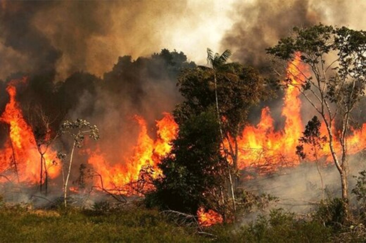 آتش سوزی ۵۰ هکتاری در عرصه‌های جنگلی گیلان