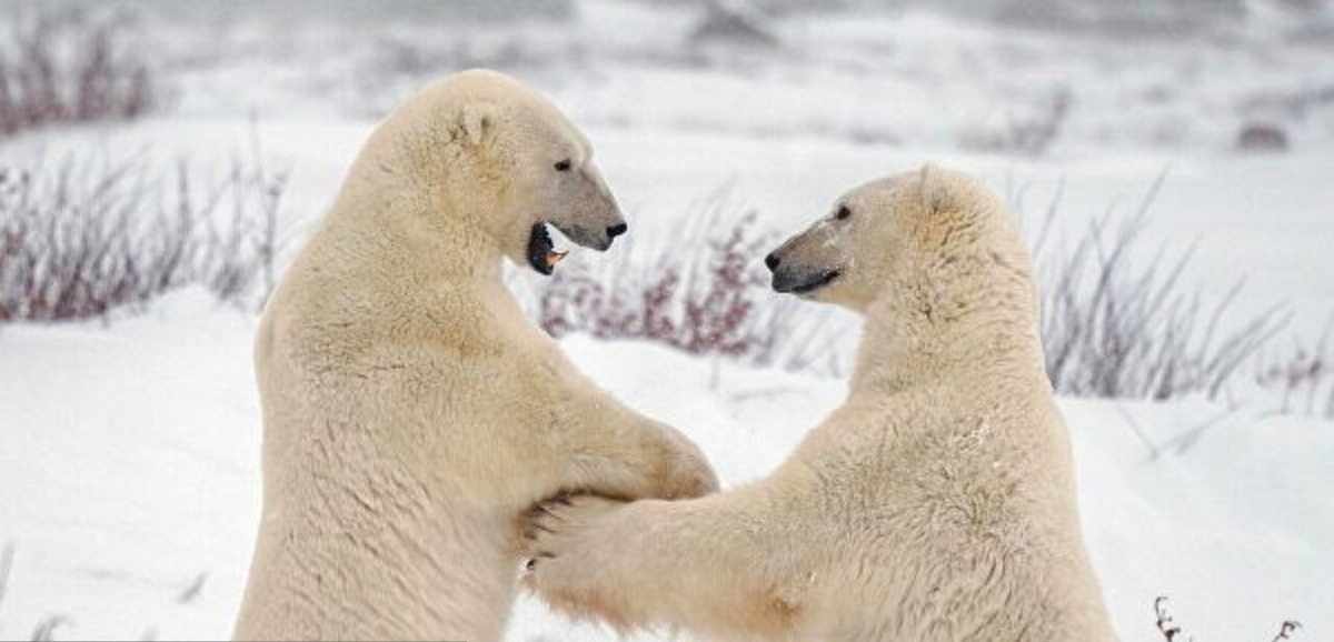تصاویری جالب و خنده‌دار از شادی خرس‌های قطبی در چرچیل کانادا
