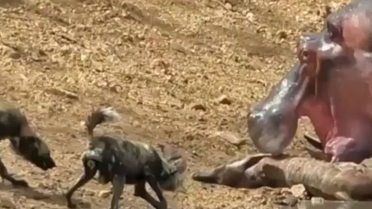 فیلم| شکار آهو توسط اسب آبی برای سگ‌های وحشی
