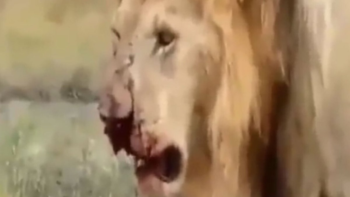 فیلم| آسیب دیدن شیر‌ها در هنگام شکار گورخر