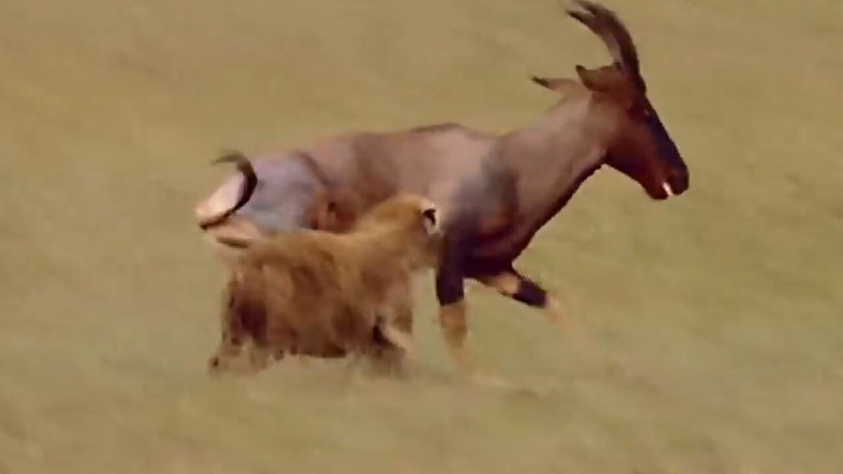 فیلم| لحظه شکار یک گوزن توسط کفتار