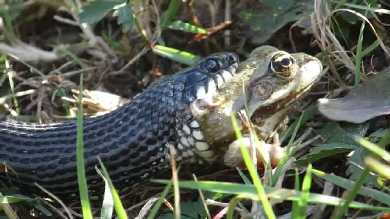 فیلم| لحظه بلعیدن قورباغه توسط مار