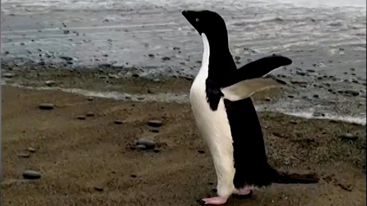 فیلم| پنگوئنی که بیش از سه هزار کیلومتر از خانه‌اش دور شد