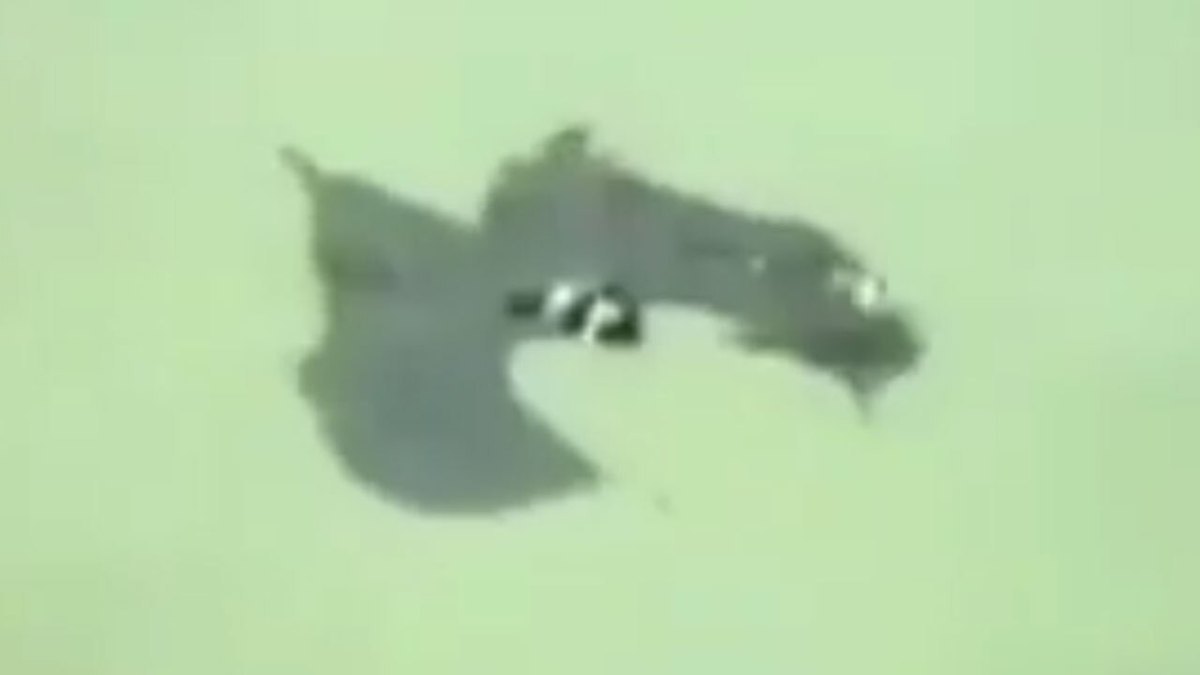 فیلم| لحظه شنا کردن خفاش در دریا!