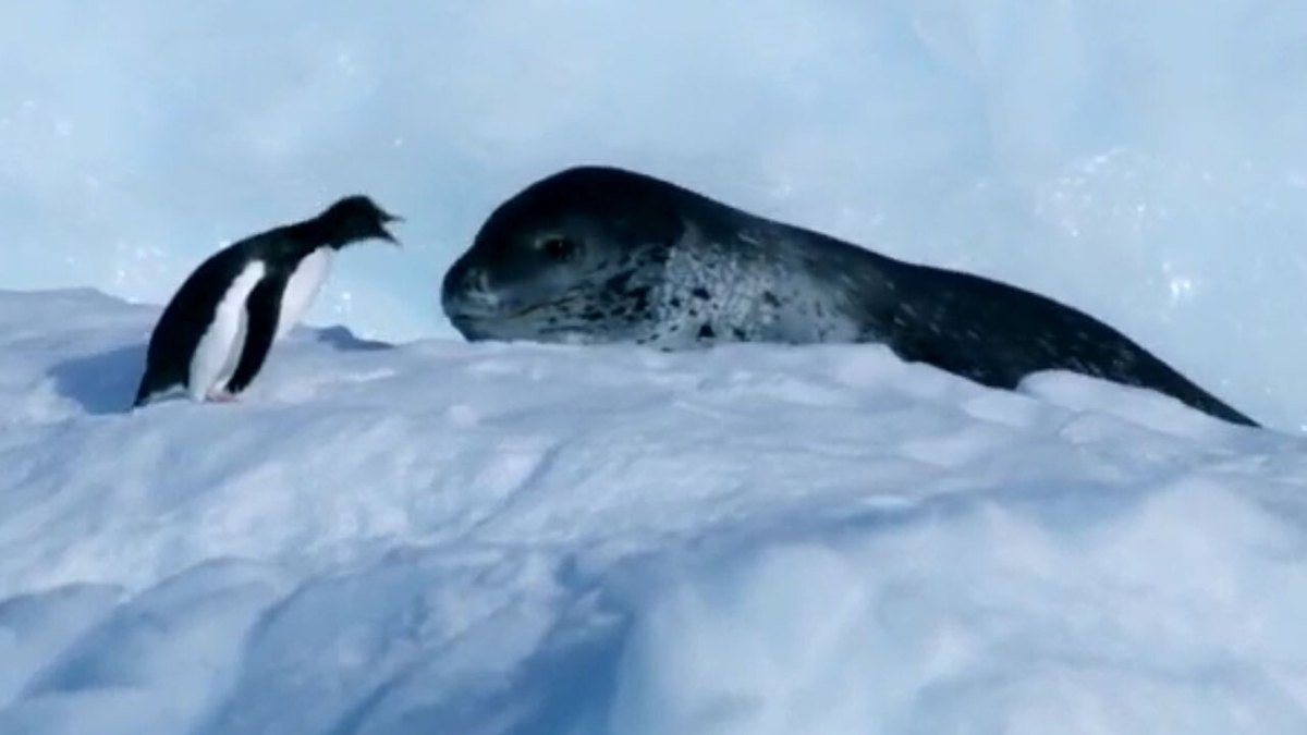 فیلم| تعقیب و گریز یک فک برای شکار پنگوئن