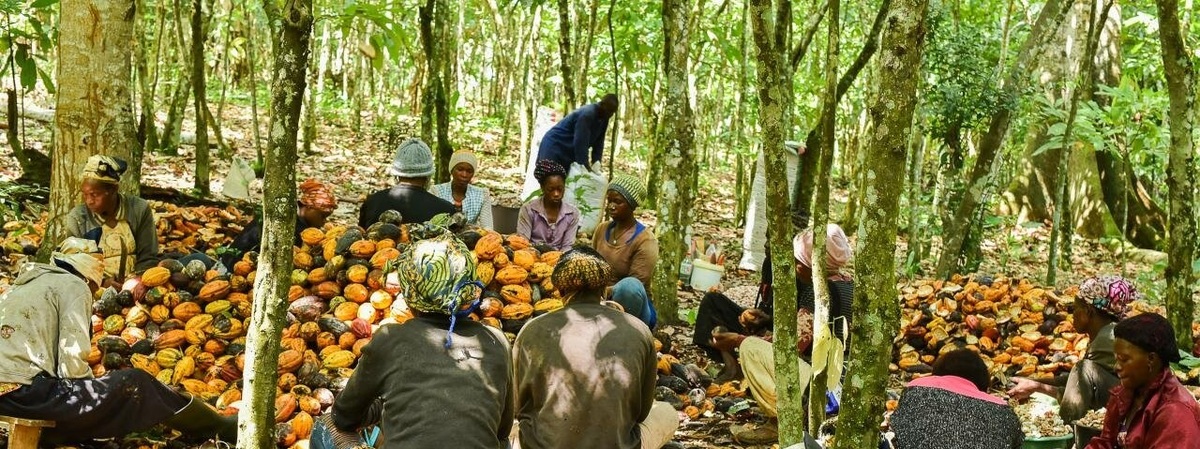 تصاویر| برداشت کاکائو در کامرون