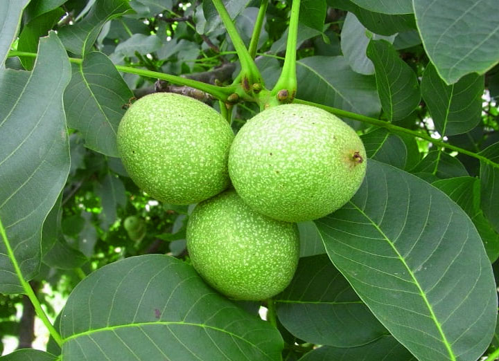۵ نکته برای دو برابر کردن باردهی درخت گردو باردهی درخت گردو