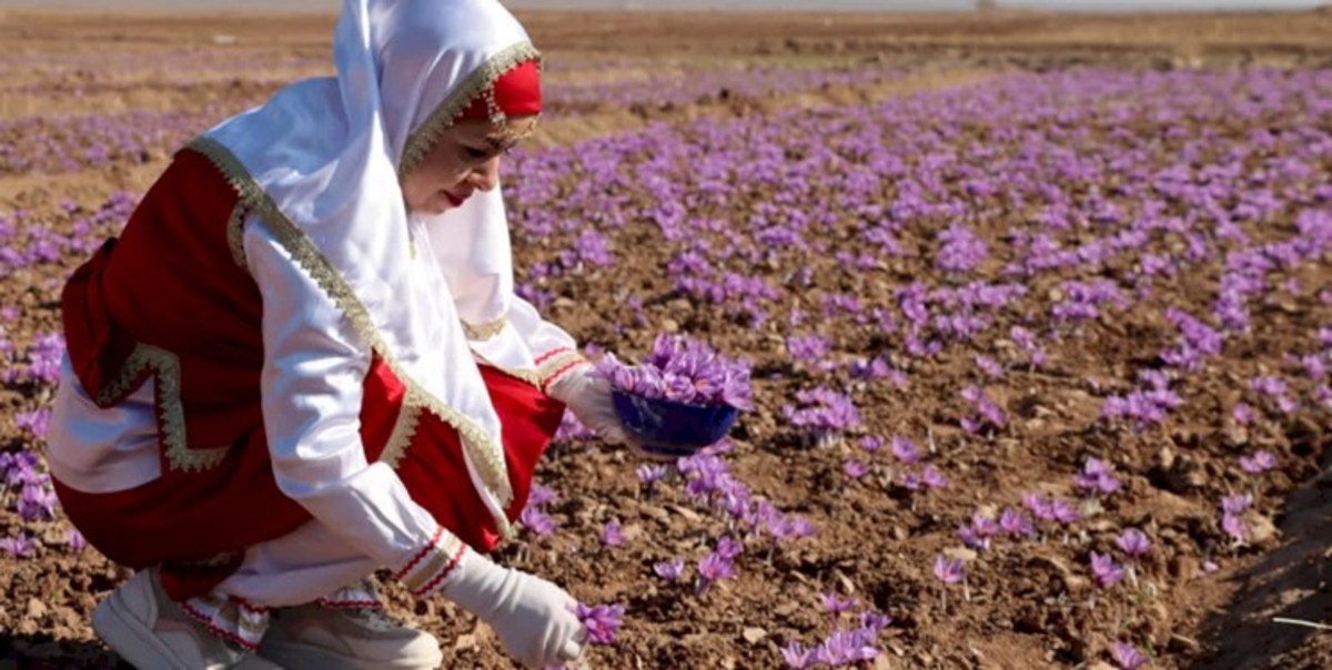 راه اندازی گردشگری زعفران در پساکرونا