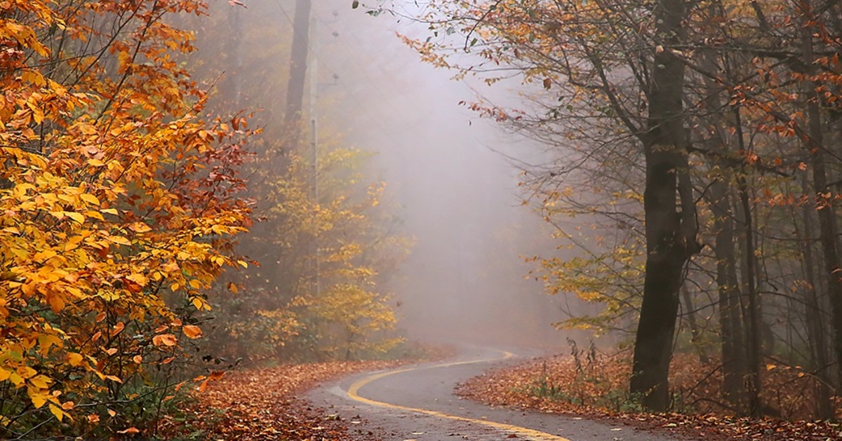 تصاویر| پاییز مه آلود جنگل‌های درازنو گلستان