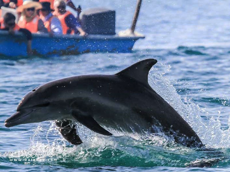 خرید تور مشهد، قشم و تور کیش با ۴۰ درصد تخفیف در ندابال