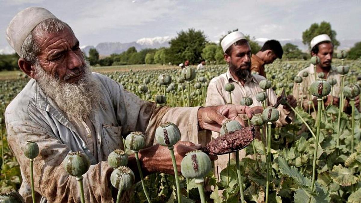 طالبان کشت خشخاش را ممنوع کرد/ وابستگی اقتصاد افغانستان به تریاک قطع می‌شود؟