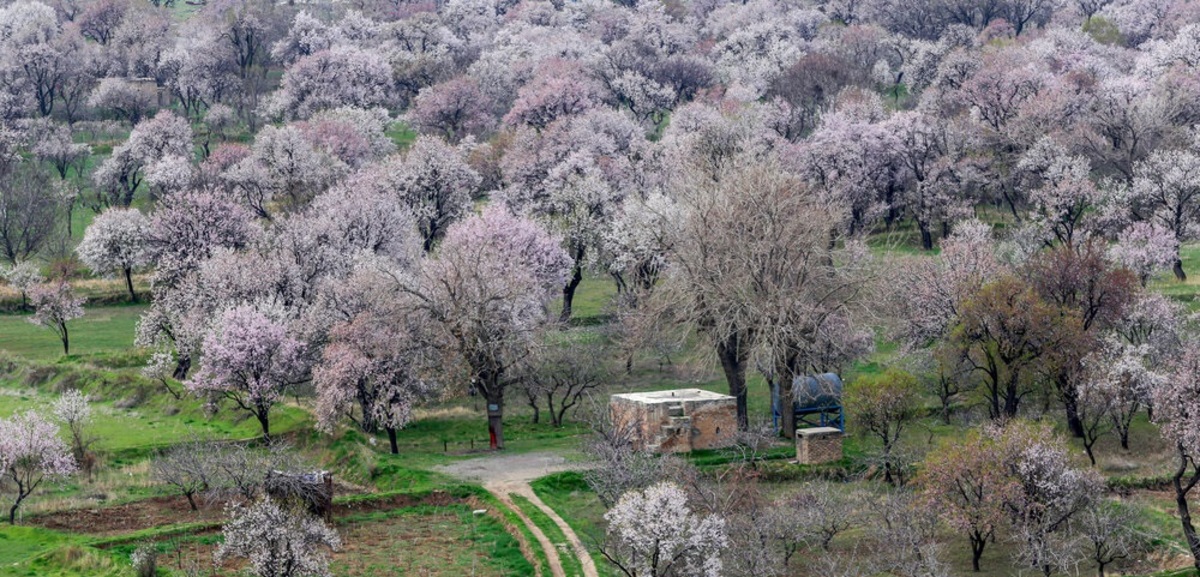 تصاویر| شکوفه‌های بهاری در باغستان سنتی قزوین
