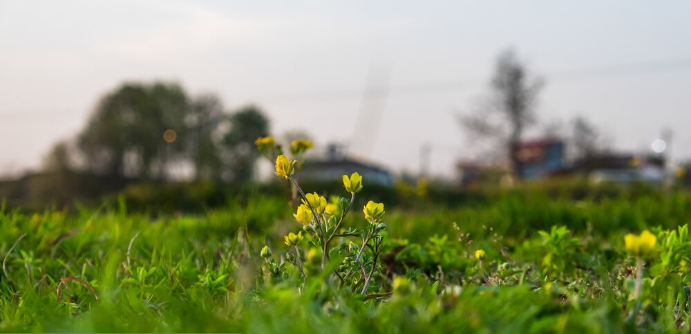 تصاویر| بهار در گیلان
