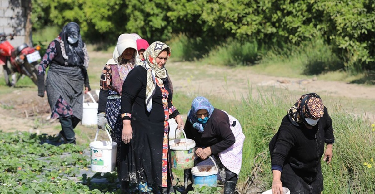 تصاویر| برداشت توت فرنگی در بابلسر مازندران