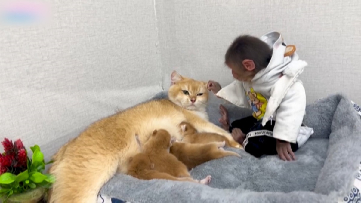 فیلم| مراقبت بچه میمون از گربه و بچه‌هایش