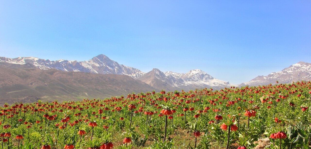 تصاویر| لاله‌های واژگون استوار در چهارمحال و بختیاری