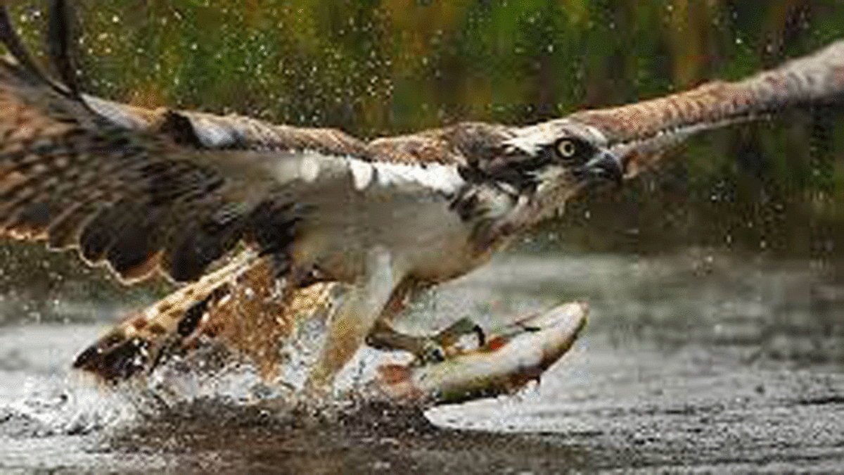 فیلم| صید ماهی در رودخانه توسط عقاب