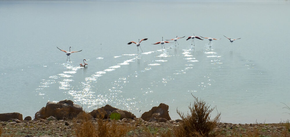 تصاویر| پرندگان مهاجر، مهمانان بهاری نیشابور