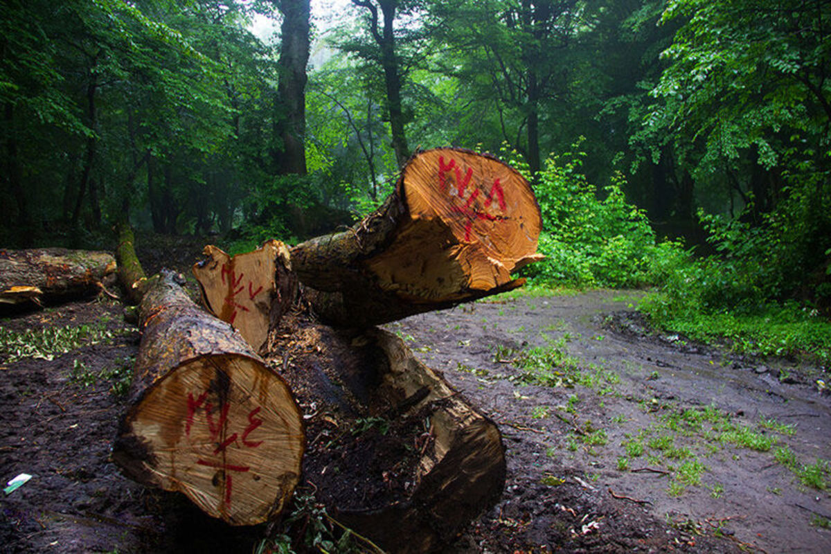 فیلم| زخم تبر بر تن هیرکانی و قطع درختان کهنسال/ چه کسانی کمر به نابودی جنگل‌ها بسته‌اند؟