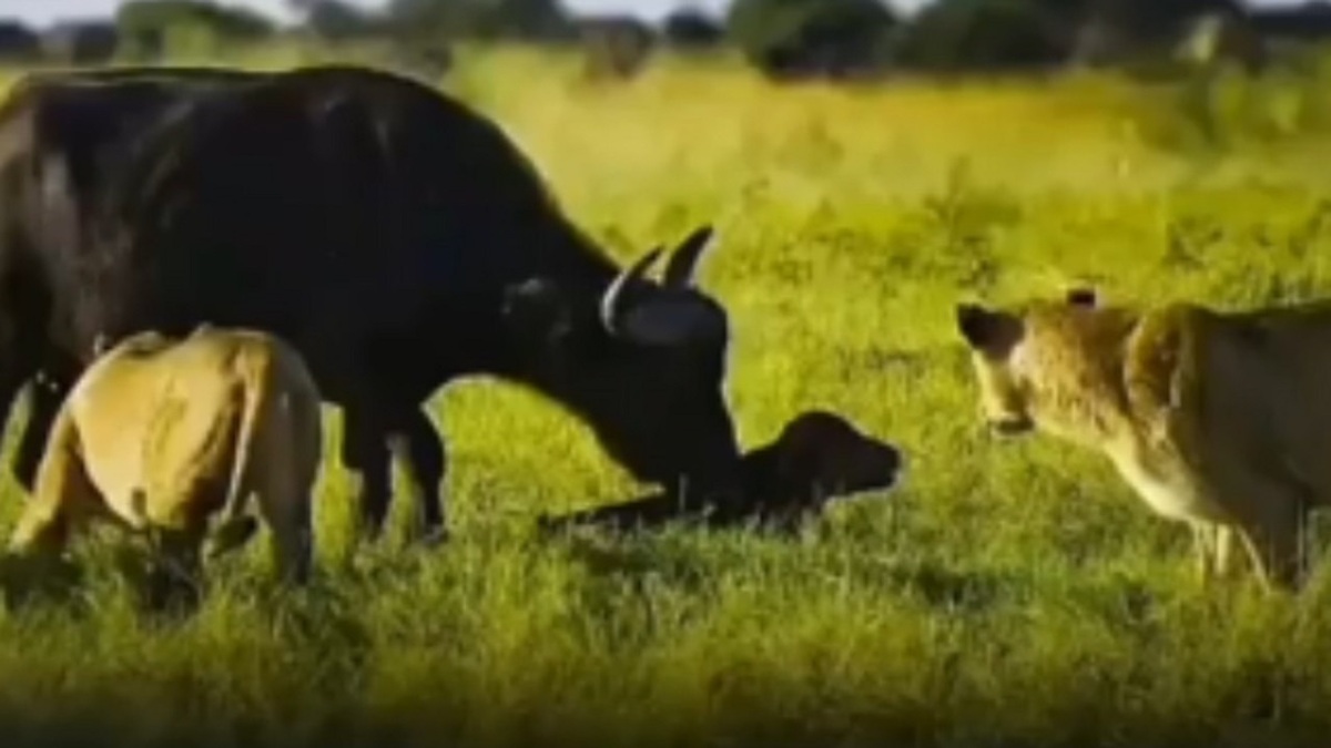فیلم| شکار گوساله در کنار مادرش توسط شیر