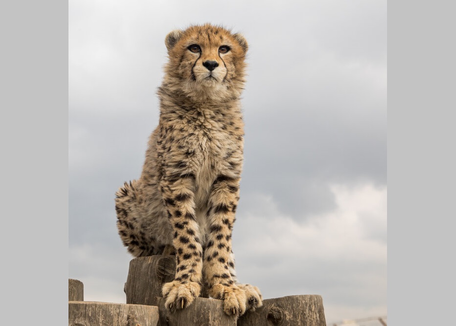 تصاویر| 8 ماهگی پیروز؛ یوزپلنگ ایرانی