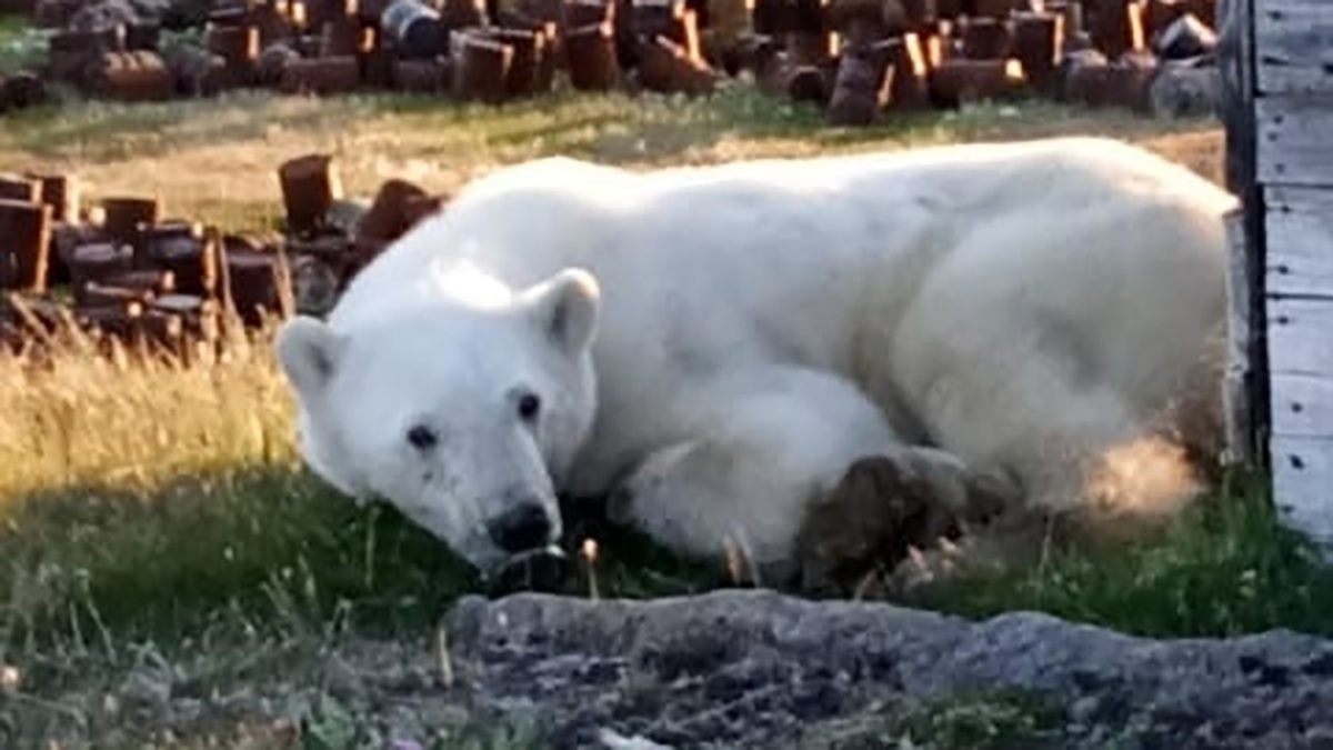 فیلم| کمک گرفتن خرس قطبی از قوانین فیزیک برای عبور از یخ نازک