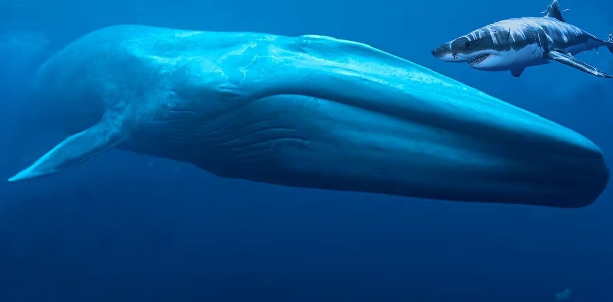 تصاویر| توپ بازی جالب نهنگ غول پیکر با یک قایقران