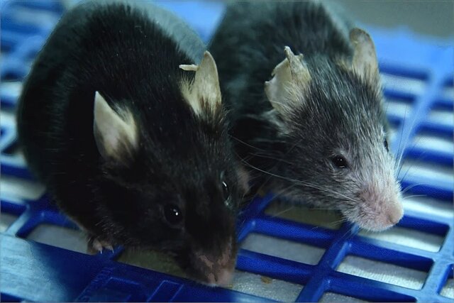 آزمایش یک درمان احتمالی برای معکوس کردن روند پیری