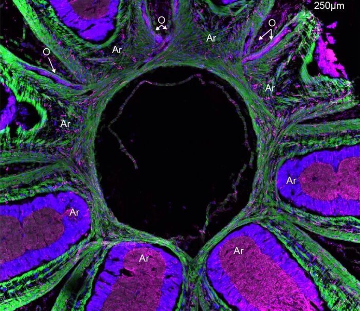 هشتپای شگفتانگیز دانشمندان را متحیر کرد هشتپای شگفتانگیز دانشمندان را متحیر کرد