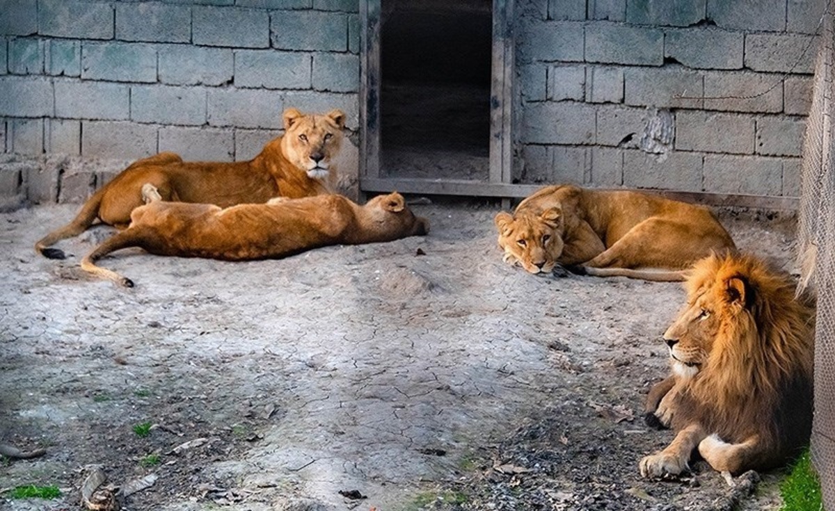 تصاویر| باغ وحش طاهرده ساری