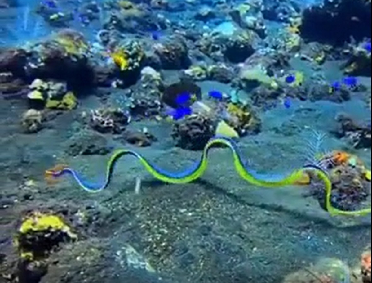 فیلم| زیبایی شگفت‌انگیز مار آبی پهن در اقیانوس