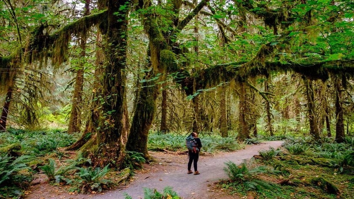 فیلم| درختی منحصربه فرد در پارک ملی واشنگتن