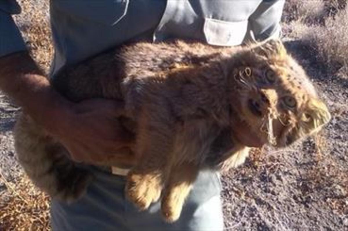مشاهده گونه نادر گربه پالاس در کالمند بهادران مهریز