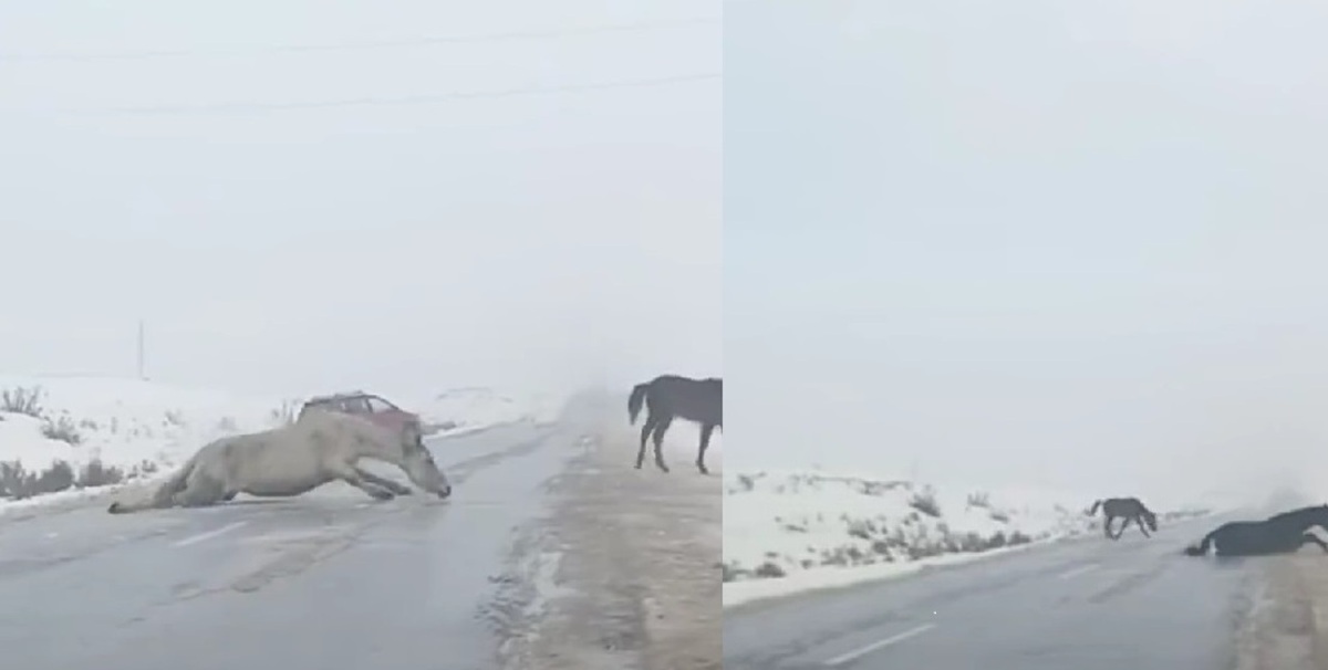 فیلم| لیز خوردن عجیب سه اسب هنگام عبور از جاده