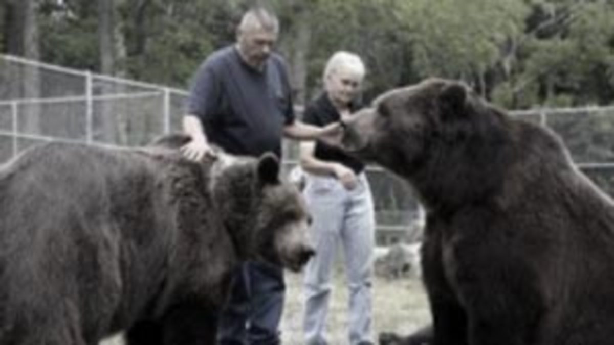 فیلم| علاقه باورنکردنی ۲ خرس غول پیکر به یک خانواده