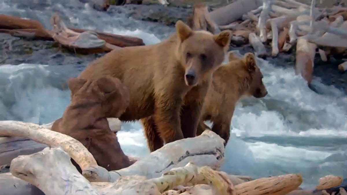 فیلم| جدال خرس مادر برای آسیب ندیدن فرزندانش