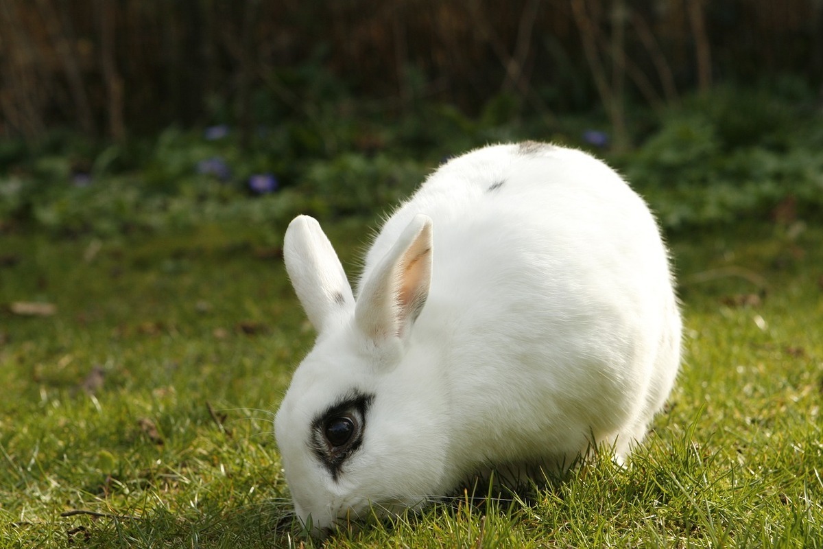 فیلم| تاکتیک جالب یک خرگوش برای نجات هم‌نوعش