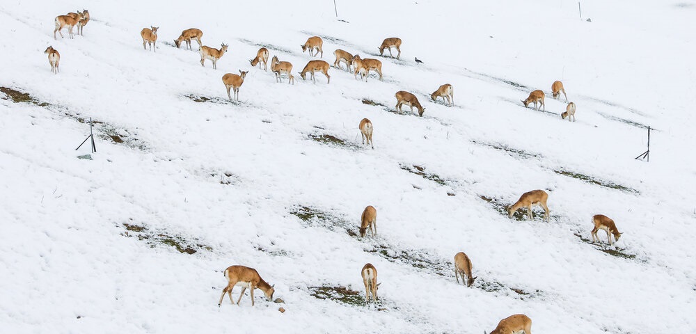 تصاویر| یک سفر حیاتی؛ در جست‌وجوی غذا، برای بقا